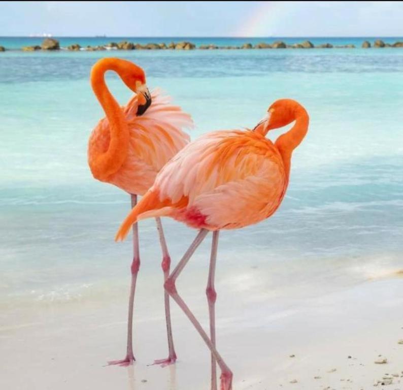 Harmony Hotel Hostel Aruba Tanki Leendert Exteriör bild